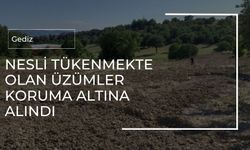 Gediz'de üzüm çeşitlerinin korunması için önlem alındı