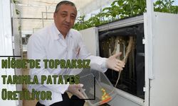 Niğde'de topraksız tarımla patates üretiliyor