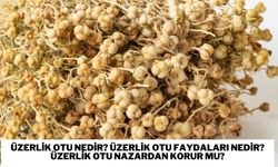 Üzerlik otu nedir? Üzerlik otu faydaları nedir? Üzerlik otu nazardan korur mu?