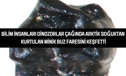 Bilim İnsanları Dinozorlar Çağında Arktik Soğuktan Kurtulan Minik Buz Faresini Keşfetti