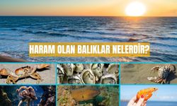 Haram olan balıklar nelerdir? Haram olan balık türleri!