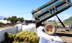 Manisa'da Iskarta üzüm fiyatları belli oldu