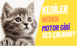 Kediler Neden motor gibi ses çıkarır? Kediler Neden tır tır ses çıkarır?