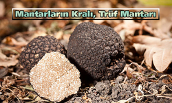 Mantarların Kralı, Trüf Mantarı (T. magnatum)