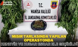 Mısır tarlasında yapılan operasyonda kenevir ve kubar esrar ele geçirildi