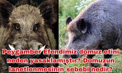 Peygamber Efendimiz domuz etini neden yasaklamıştır? Domuzun lanetlenmesinin sebebi nedir?