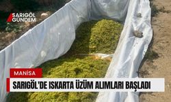 Sarıgöl'de ıskarta üzüm alımları başladı