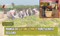 Manisa'da Sultani üzümler kurutulmaya başlandı