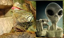 Reptilianlar nedir? Reptilianlar kimlerdir?