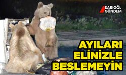 Ayıları beslemek, onları yapılmış en büyük kötülük