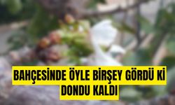 Bahçesinde öyle bir şey gördü ki dondu kaldı