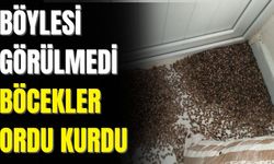 Böylesi görülmedi! Böcekler ordu kurdu işte böcek ordusu