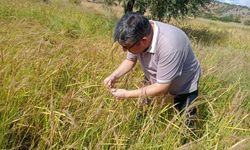 Çömlek patlatan pirincinde hasat vakti yaklaştı