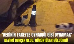 ‘Kedinin fareyle oynadığı gibi oynamak’ deyimi gerçek oldu: Görüntüler güldürdü