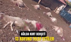 Afyonkarahisar'da kurt dehşeti