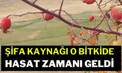 Şifa kaynağı o bitki için hasat zamanı