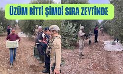 Manisa'da Jandarma zeytin hırsızlarına göz açtırmıyor