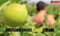 Mersin'de Limon üreticilerinin umudu 'Lamas' oldu