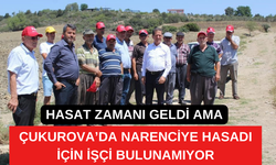 Hasat zamanı geldi ama işçi bulunamıyor