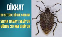 Türkiye'nin başı bu böcekle dertte| Böyle giderse böcek salgını başlayabilir