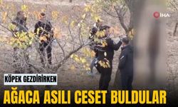 Köpek gezdirirken ağaca asılı ceset buldular