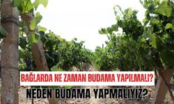 Bağlarda ne zaman budama yapılmalı? Neden budama yapmalıyız?