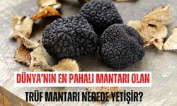 Dünya'nın en pahalı mantarı olan Trüf mantarı nerede yetişir?