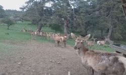 Kızıl geyikler doğaya döndü | Proje başarıyla tamamlandı