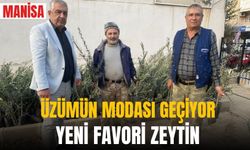 Üzümün başkentinde zeytin üretimi her geçen yıl artıyor