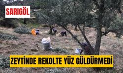 Üzümden sonra zeytin sezonu açıldı