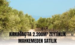 Kırkağaç'ta 2.200m² zeytinlik mahkemeden satılıktır