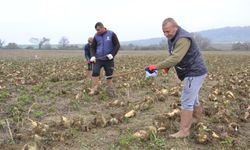 Trakya'da şeker pancarında hasat gecikti