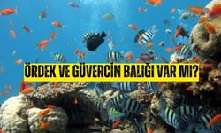 Ördek ve Güvercin balığı var mı?