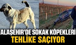 Alaşehir'de Yola Fırlayan Sokak Köpekleri Tehlike Saçıyor