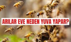 Arılar eve neden yuva yapar? Arıyı uzaklaştırmak için ne yapılır?