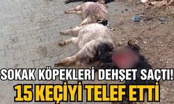 Sokak köpekleri keçilere saldırdı