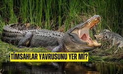 Timsah yavrusunu yer mi? Timsahlar birbirini yer mi?