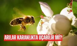 Arılar karanlıkta uçabilir mi? Bal arıları gece ne yapar?