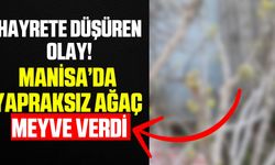 Akhisar'da Yapraksız Ağaç Meyve Verdi