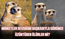 Mirketler üzüntüden ölür mü? Mirketler nasıl ölür?