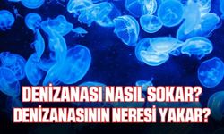 Denizanasının neresi yakar? Denizanası nasıl sokar?