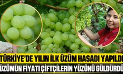 Türkiye'de yılın ilk üzüm hasadı yapıldı