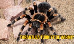 Tarantula Türkiye'de varmı? Türkiye'de tarantula nerede bulunur?