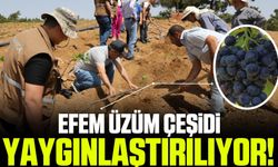 Efem üzüm çeşidi yaygınlaştırılıyor!