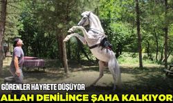 Allah kelimesine tepki veren at vatandaşların ilgi odağı oldu