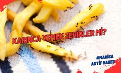 Karınca Yemek Zehirler mi? Yanlışlıkla Karınca Yersek Ne olur? İşte cevabı