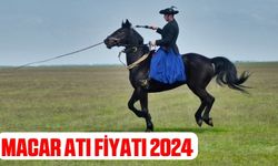 Macar Atı Fiyatı 2024