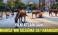 Manisa'da sıcaktan bunalan atlar çocuk parkına indi