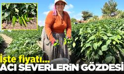 Acı biberde hasat başladı