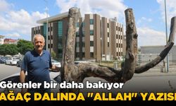 "Allah" yazan kuru ağaç dalı dikkat çekiyor